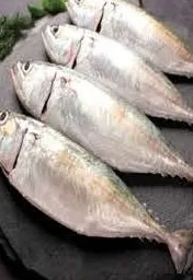Mackerel