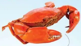 Crab