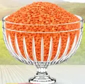 عدس ماسور