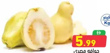 جوافة مصرية