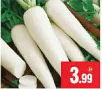 فجل أبيض اماراتي