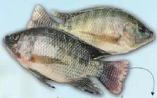 Tilapia