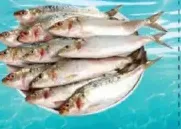 Sardines