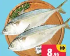 سمك ماكريل