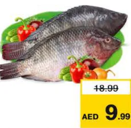 بلطي مصري طازج
