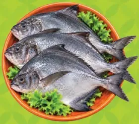 Black Pomfret