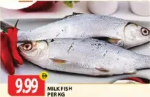 Milk Fish