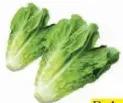 Lettuce Romaine