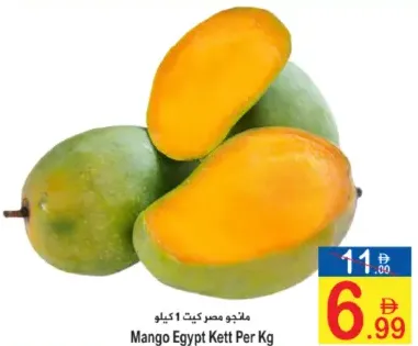 مانجو كيت مصر