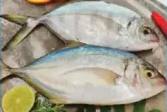 Jash Fish