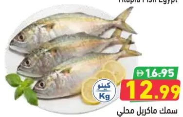 Mackerel Big Local