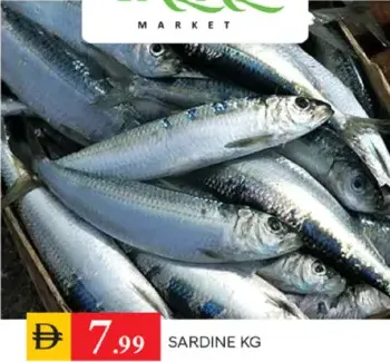 Sardine