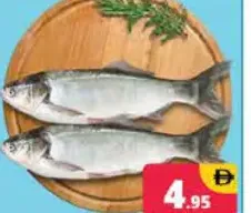 Silver Carp Fish