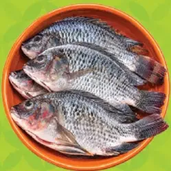 Tilapia