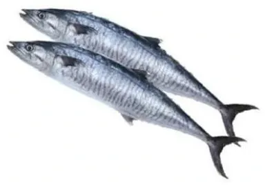 King Fish Small