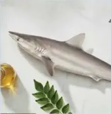 Shark Whole