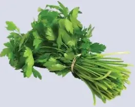 Fresh Coriander