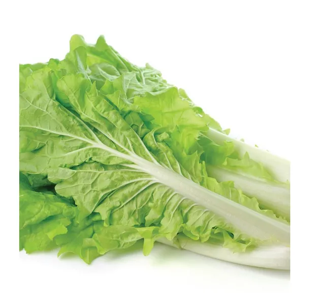 Clean Lettuce - Jordan