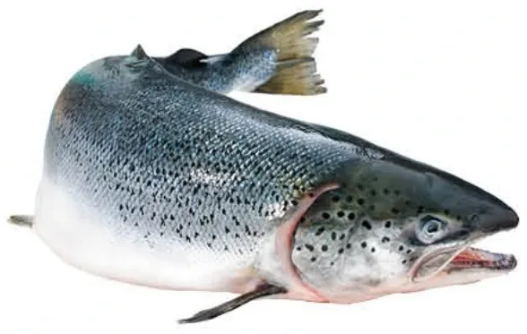 Fresh Whole Salmon S 2/3-NORWAY
