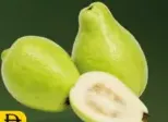 جوافة مصرية