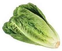 Romaine Lettuce