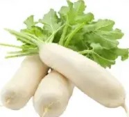 Radish White