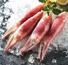 Squid Big