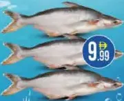 Pangasius Fish