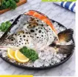 Fresh Salmon Head