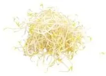 Bean Sprouts