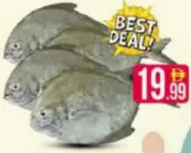 Black Pomfret