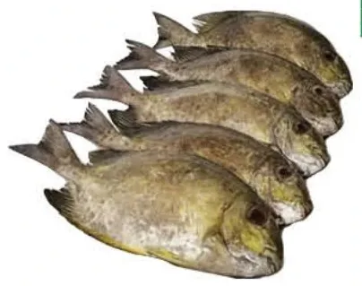 Fresh Safi