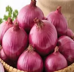 بصل الهند أحمر