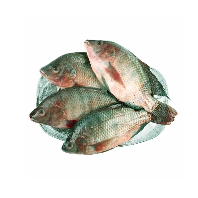 Tilapia Fish