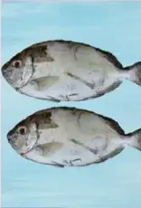 صافي (عماني)