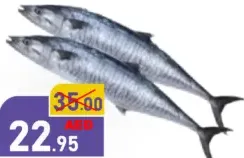سمك الكنعد صغير الحجم