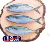 سمك الماكريل