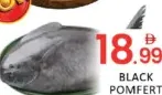 Black Pomfret