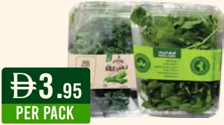 سبانخ صغيرة/كيل/سلطة/جرجير