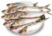 Fresh Sardine Fish Mathi