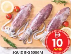 Squid Big