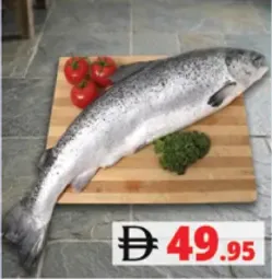 Salmon Fish
