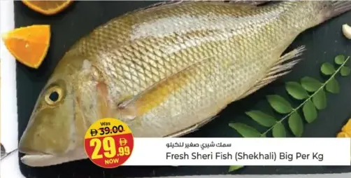 سمك شيري صغير