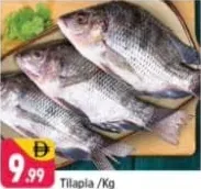 Tilapia