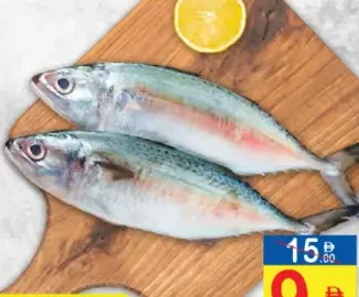 Mackerel Fish