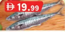 Kingfish Whole