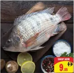 Tilapia Fish