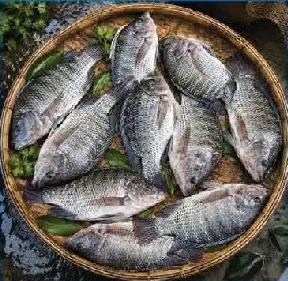 Tilapia