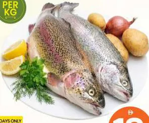 Salmon Trout