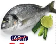 Sea Bream Turkey